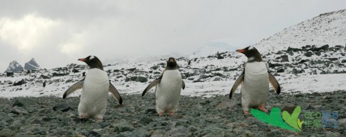 Antarctica Expedition from Mr. Tang Chin Cheung in 2010