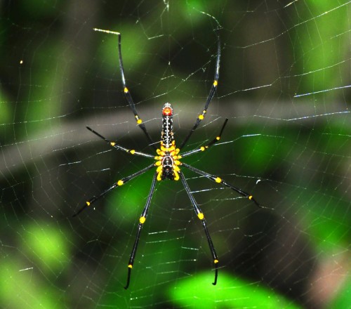 大木林蜘蛛 Nephila pilipes (photo by Kevin)