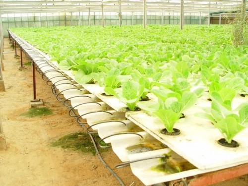 lettuce-in-hydroponic-system_jpg_kfByf_600x0